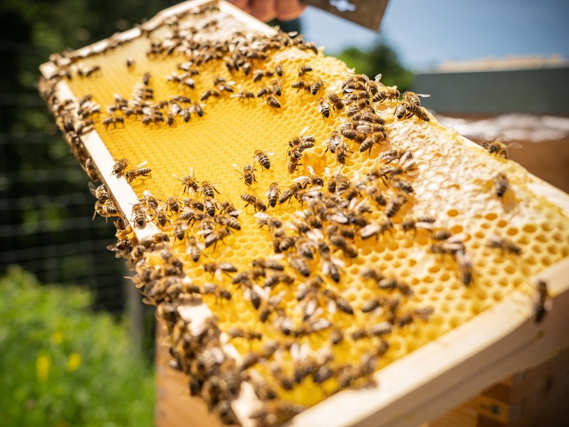 Bienenwabe mit Bienen